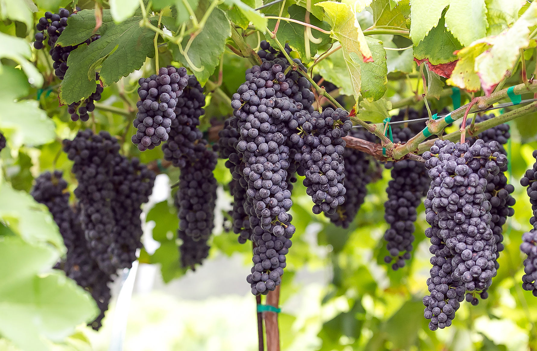 Newby Farm and Vineyard